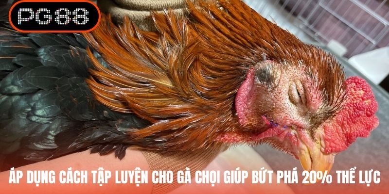 Áp dụng cách tập luyện cho gà chọi giúp bứt phá 20% thể lực