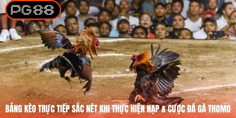 Bảng kèo trực tiếp sắc nét khi thực hiện nạp & cược đá gà Thomo