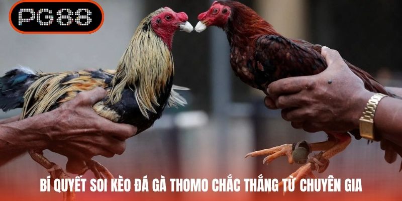 Bí quyết soi kèo đá gà Thomo chắc thắng từ chuyên gia
