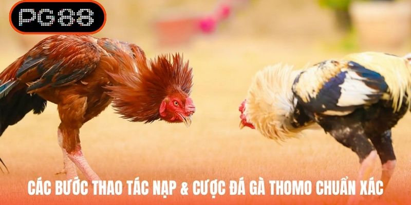 Các bước thao tác nạp & cược đá gà Thomo chuẩn xác