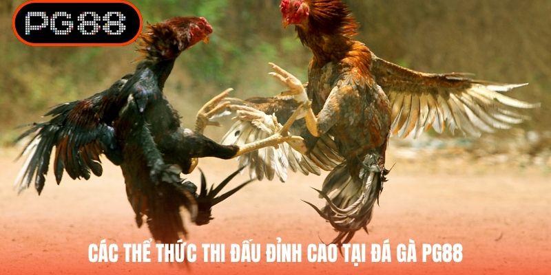 Các thể thức thi đấu đỉnh cao tại đá gà PG88
