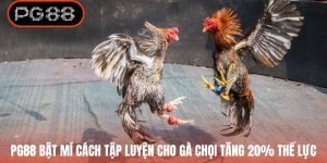 PG88 Bật Mí Cách Tập Luyện Cho Gà Chọi Tăng 20% Thể Lực