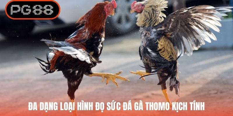 Đa dạng loại hình đọ sức đá gà Thomo kịch tính