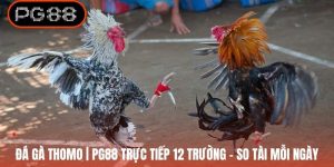 Đá Gà Thomo | PG88 Trực Tiếp 12 Trường - So Tài Mỗi Ngày