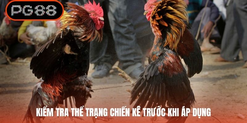 Kiểm tra thể trạng chiến kê trước khi áp dụng