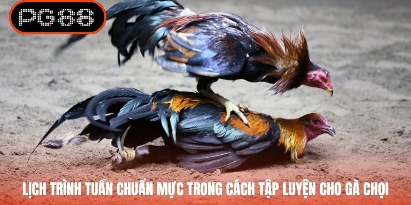 Lịch trình tuần chuẩn mực trong cách tập luyện cho gà chọi