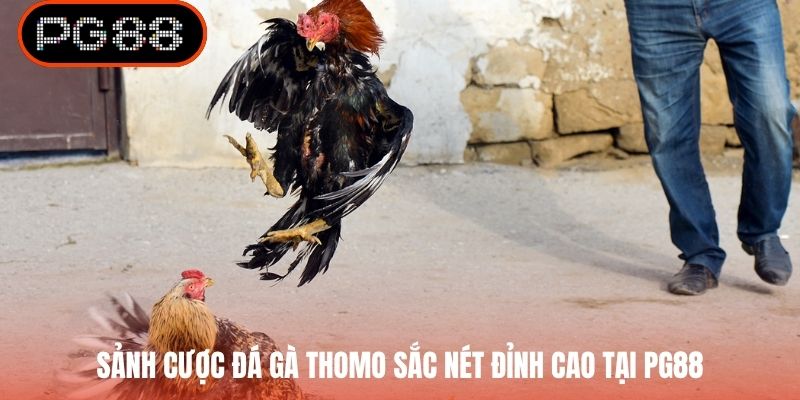 Sảnh cược đá gà Thomo sắc nét đỉnh cao tại PG88