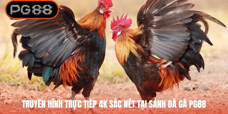 Truyền hình trực tiếp 4K sắc nét tại sảnh đá gà PG88